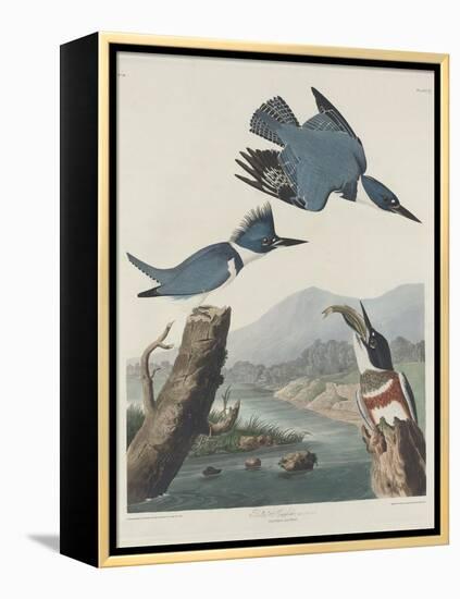 Belted Kingsfisher, 1830-John James Audubon-Framed Premier Image Canvas