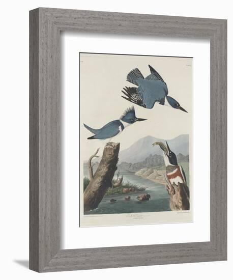 Belted Kingsfisher, 1830-John James Audubon-Framed Giclee Print