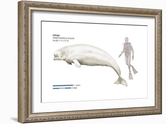 Beluga (Delphinapterus Leucas), Mammals-Encyclopaedia Britannica-Framed Art Print