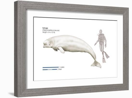 Beluga (Delphinapterus Leucas), Mammals-Encyclopaedia Britannica-Framed Art Print