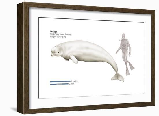 Beluga (Delphinapterus Leucas), Mammals-Encyclopaedia Britannica-Framed Art Print