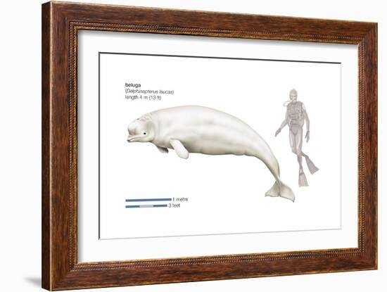 Beluga (Delphinapterus Leucas), Mammals-Encyclopaedia Britannica-Framed Art Print