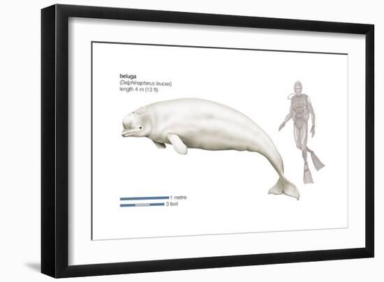 Beluga (Delphinapterus Leucas), Mammals-Encyclopaedia Britannica-Framed Art Print