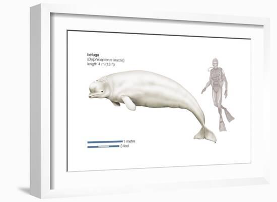 Beluga (Delphinapterus Leucas), Mammals-Encyclopaedia Britannica-Framed Art Print