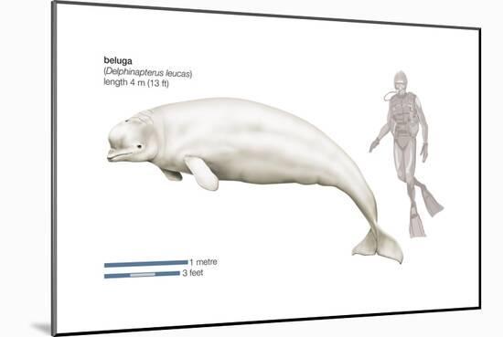 Beluga (Delphinapterus Leucas), Mammals-Encyclopaedia Britannica-Mounted Art Print