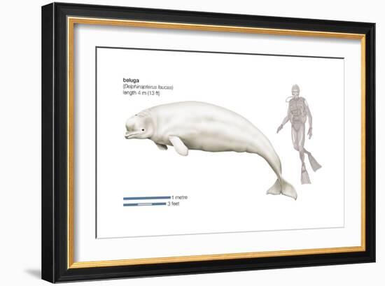 Beluga (Delphinapterus Leucas), Mammals-Encyclopaedia Britannica-Framed Art Print