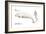 Beluga (Delphinapterus Leucas), Mammals-Encyclopaedia Britannica-Framed Art Print