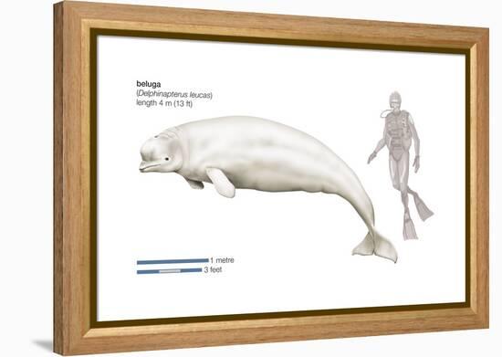 Beluga (Delphinapterus Leucas), Mammals-Encyclopaedia Britannica-Framed Stretched Canvas