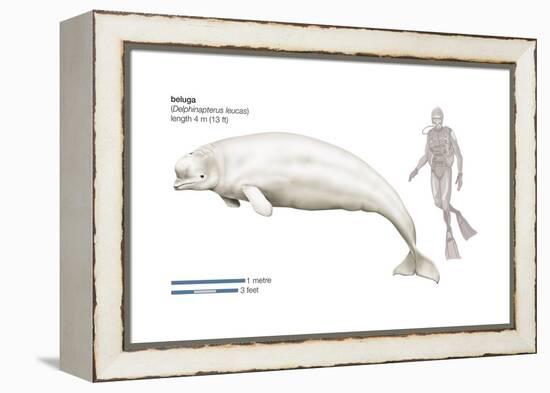 Beluga (Delphinapterus Leucas), Mammals-Encyclopaedia Britannica-Framed Stretched Canvas