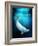 Beluga Whale, Artwork-Victor Habbick-Framed Photographic Print