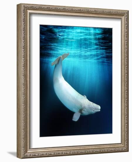 Beluga Whale, Artwork-Victor Habbick-Framed Photographic Print