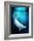 Beluga Whale, Artwork-Victor Habbick-Framed Photographic Print