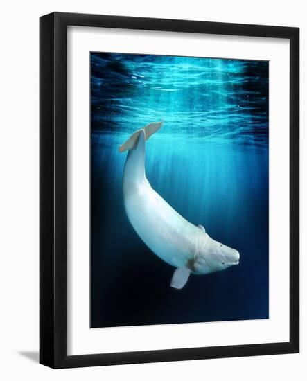 Beluga Whale, Artwork-Victor Habbick-Framed Photographic Print