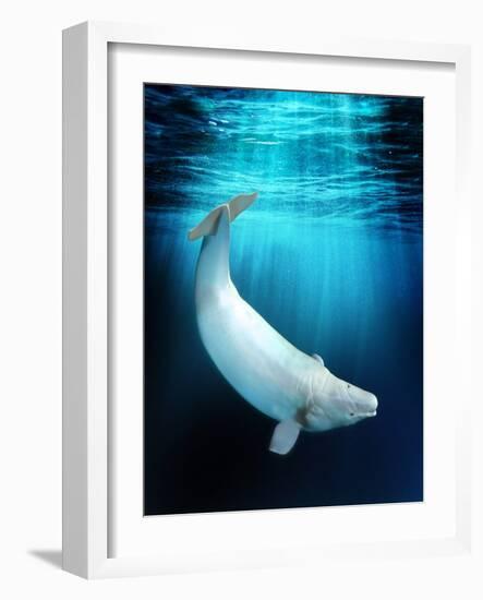 Beluga Whale, Artwork-Victor Habbick-Framed Photographic Print