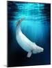 Beluga Whale, Artwork-Victor Habbick-Mounted Photographic Print