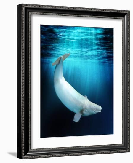 Beluga Whale, Artwork-Victor Habbick-Framed Photographic Print