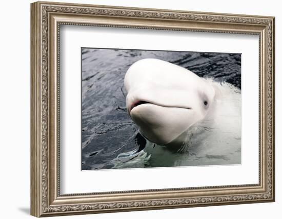 Beluga Whale, Churchill, Manitoba, Canada, North America-Bhaskar Krishnamurthy-Framed Photographic Print