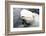 Beluga Whale, Churchill, Manitoba, Canada, North America-Bhaskar Krishnamurthy-Framed Photographic Print