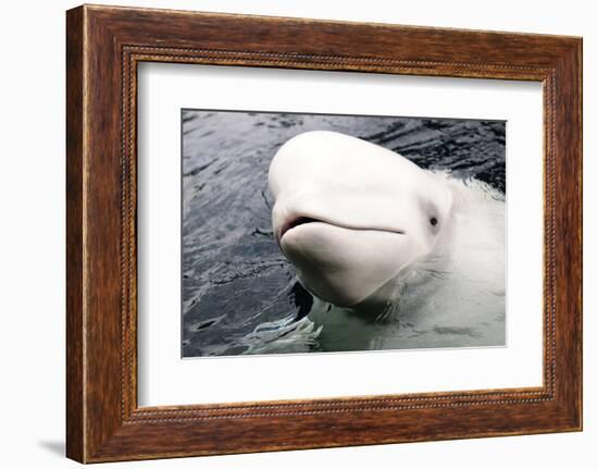 Beluga Whale, Churchill, Manitoba, Canada, North America-Bhaskar Krishnamurthy-Framed Photographic Print