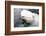 Beluga Whale, Churchill, Manitoba, Canada, North America-Bhaskar Krishnamurthy-Framed Photographic Print