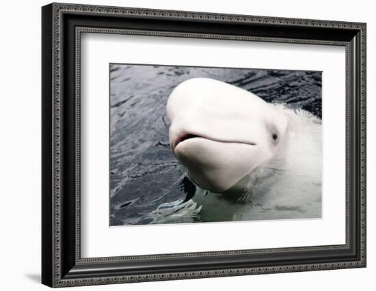 Beluga Whale, Churchill, Manitoba, Canada, North America-Bhaskar Krishnamurthy-Framed Photographic Print