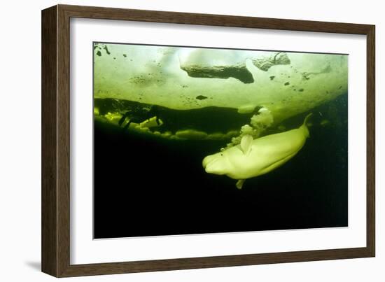 Beluga Whale (Delphinapterus Leucas) Swimming Under Ice And Exhaling Air-Franco Banfi-Framed Photographic Print