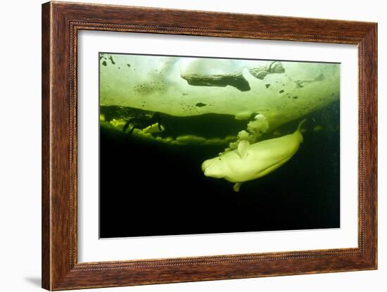 Beluga Whale (Delphinapterus Leucas) Swimming Under Ice And Exhaling Air-Franco Banfi-Framed Photographic Print