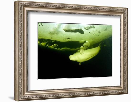 Beluga Whale (Delphinapterus Leucas) Swimming Under Ice And Exhaling Air-Franco Banfi-Framed Photographic Print