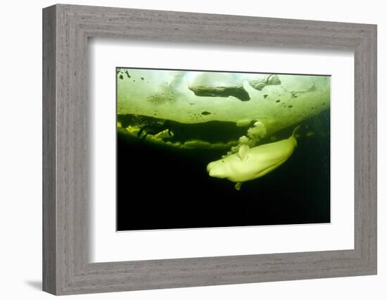 Beluga Whale (Delphinapterus Leucas) Swimming Under Ice And Exhaling Air-Franco Banfi-Framed Photographic Print