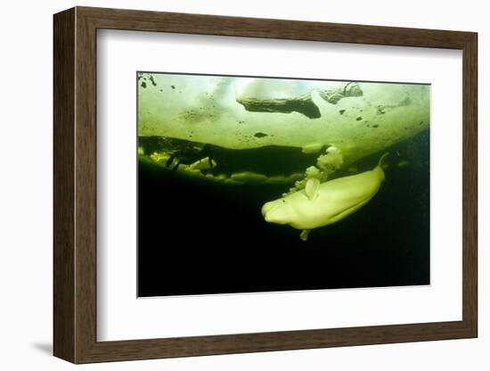 Beluga Whale (Delphinapterus Leucas) Swimming Under Ice And Exhaling Air-Franco Banfi-Framed Photographic Print