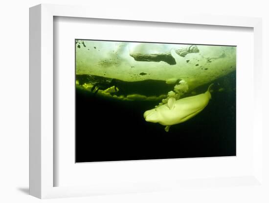 Beluga Whale (Delphinapterus Leucas) Swimming Under Ice And Exhaling Air-Franco Banfi-Framed Photographic Print