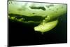 Beluga Whale (Delphinapterus Leucas) Swimming Under Ice And Exhaling Air-Franco Banfi-Mounted Photographic Print