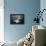 Beluga Whale, Hudson Bay, Canada-null-Framed Premier Image Canvas displayed on a wall