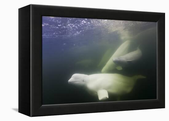 Beluga Whale, Hudson Bay, Canada-null-Framed Premier Image Canvas
