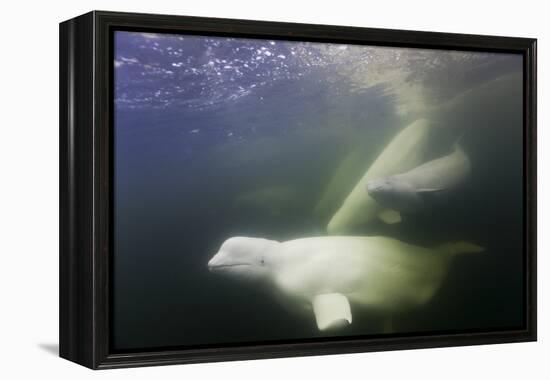 Beluga Whale, Hudson Bay, Canada-null-Framed Premier Image Canvas