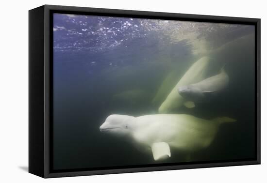 Beluga Whale, Hudson Bay, Canada-null-Framed Premier Image Canvas