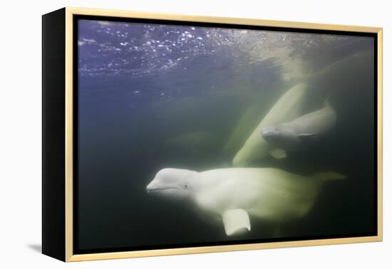 Beluga Whale, Hudson Bay, Canada-null-Framed Premier Image Canvas