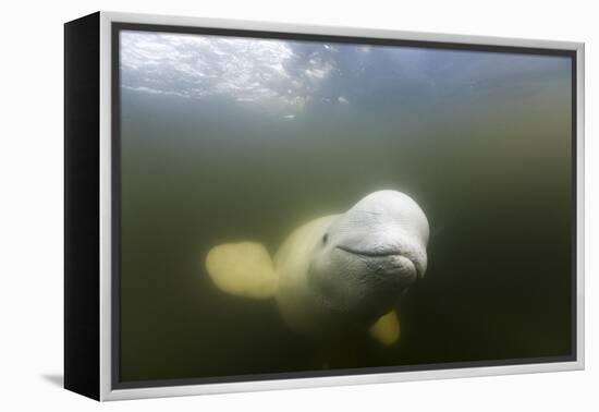 Beluga Whale, Hudson Bay, Canada-null-Framed Premier Image Canvas