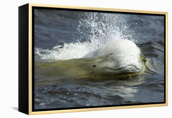 Beluga Whale, Hudson Bay, Canada-Paul Souders-Framed Premier Image Canvas