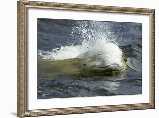 Beluga Whale, Hudson Bay, Canada-Paul Souders-Framed Photographic Print