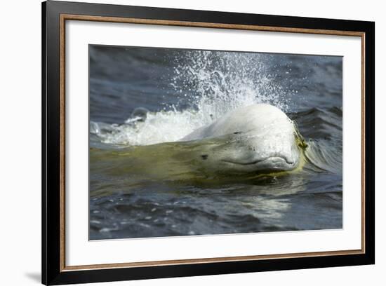 Beluga Whale, Hudson Bay, Canada-Paul Souders-Framed Photographic Print