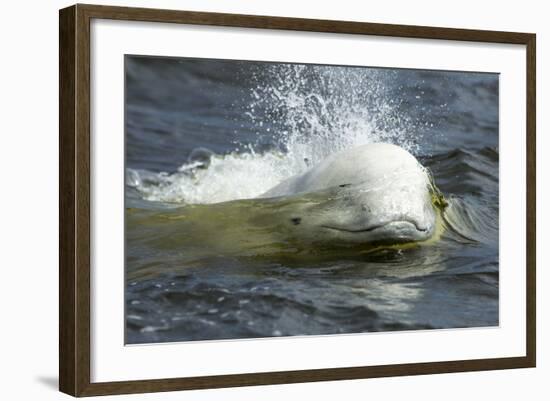 Beluga Whale, Hudson Bay, Canada-Paul Souders-Framed Photographic Print