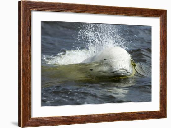 Beluga Whale, Hudson Bay, Canada-Paul Souders-Framed Photographic Print