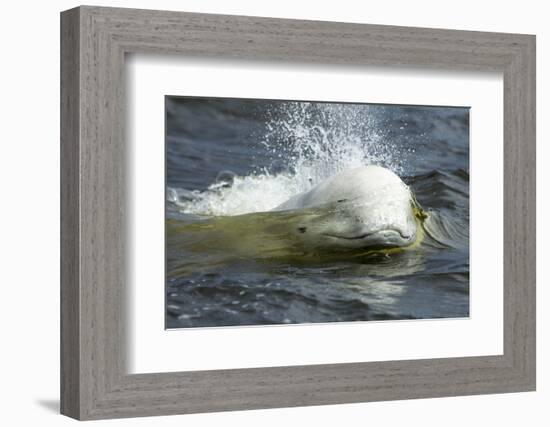 Beluga Whale, Hudson Bay, Canada-Paul Souders-Framed Photographic Print