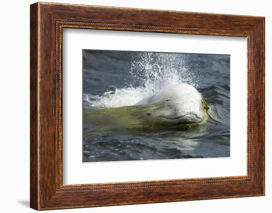 Beluga Whale, Hudson Bay, Canada-Paul Souders-Framed Photographic Print