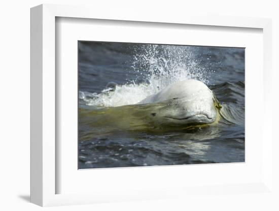 Beluga Whale, Hudson Bay, Canada-Paul Souders-Framed Photographic Print