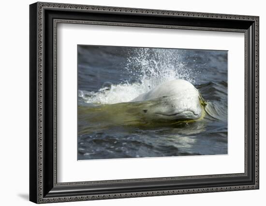 Beluga Whale, Hudson Bay, Canada-Paul Souders-Framed Photographic Print