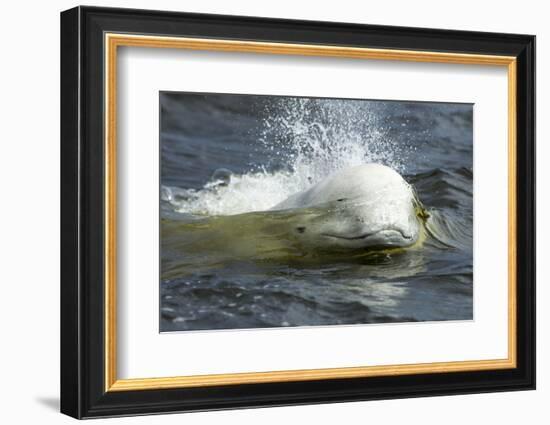 Beluga Whale, Hudson Bay, Canada-Paul Souders-Framed Photographic Print