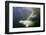 Beluga Whale, Hudson Bay, Canada-null-Framed Photographic Print