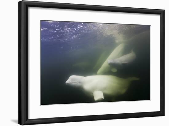 Beluga Whale, Hudson Bay, Canada-null-Framed Photographic Print